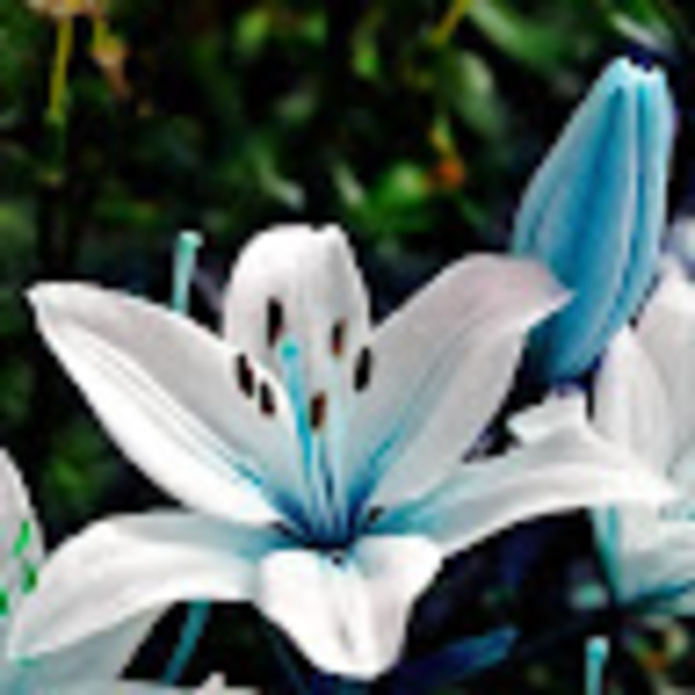 Meet your Posher, Lili